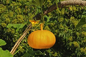 Images Dated 4th September 2010: Pumpkin flower and Pumpkin -Cucurbita maxima-, Europe