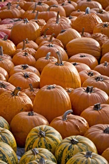 Images Dated 1st November 2012: Pumpkins -Cucurbita-, Baden-Wuerttemberg, Germany, Europe