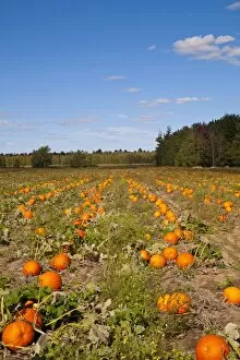 Pumpkins in the field at harvest time, Granby, Eastern Townships, Quebec Province, Canada