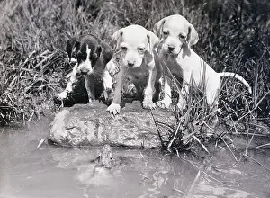Studying Prints: Puppies Curiously Studying a Frog