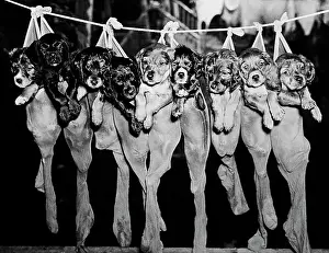 Clothesline Prints: Puppies Hanging from a Clothesline