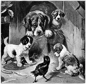 Group Of Animals Gallery: Puppies and their mother looking at a bird