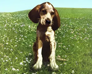 Non Urban Scen Prints: Puppy in A Big Green Field