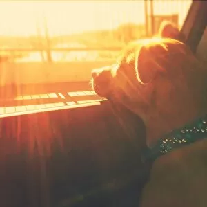 Images Dated 1st August 2013: Puppy dog in car head out window sunset sunshine