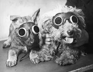 Harry Todd Photography Gallery: Puppy Goggles