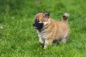 Puppy Dog Prints: Puppy, Icelandic Sheepdog -Canis lupus familiaris-