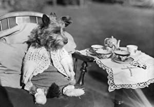 Images Dated 11th November 2014: Puppy Picnic