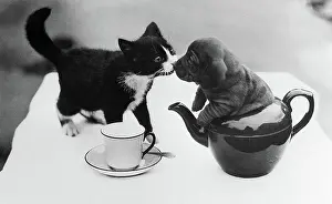 Kitten Prints: Puppy in Teapot Kissing Kitten
