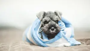 Towel Prints: Puppy wraps with towel