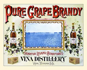 Bottles Prints: Pure Grape Brandy