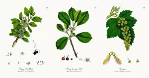 Images Dated 4th December 2017: Purging Buckthorn, Rhamnus catharticus, Victorian Botanical Illustration, 1863