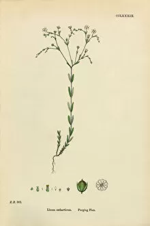 Images Dated 11th March 2017: Purging Flax, Linum Catharticum, Victorian Botanical Illustration, 1863