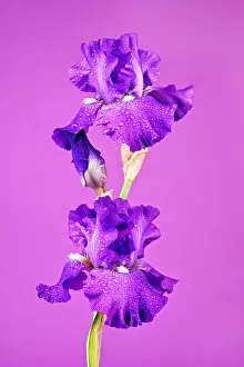 Images Dated 16th May 2018: Purple Bearded Iris