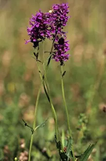 Hans Lang Nature Photography Gallery: Purple Betony or Bishops Wort (Stachys officinalis)