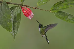 Purple-bibbed Whitetip