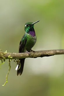 Images Dated 3rd February 2018: Purple-bibbed Whitetip (Urosticte benjamini)