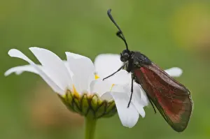 Smokey Prints: Purple Burnet moth (Mesembrynus purpuralis)