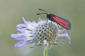 Smokey Prints: Purple Burnet moth (Mesembrynus purpuralis)