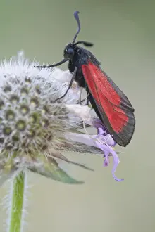 Smokey Prints: Purple Burnet moth (Mesembrynus purpuralis)