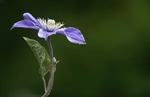 Clematis Prints: Purple Clematis -Clematis viticella Prince Charles-
