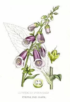 Images Dated 1st May 2017: Purple fox glove botanical engraving 1857