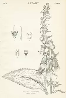 Images Dated 10th April 2017: Purple foxglove engraving 1877