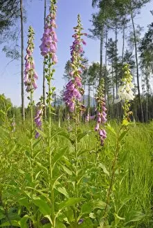 Landscaped Gallery: Purple foxglove, Ladys glove (Digitalis purpurea), group of blossoms on a forest clearing area in a Scots pine forest