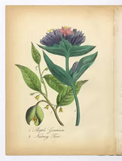 Images Dated 8th July 2015: Purple Gentian and Nutmeg Tree Victorian Botanical Illustration