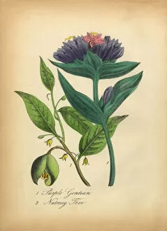 Images Dated 7th July 2016: Purple Gentian and Nutmeg Tree Victorian Botanical Illustration