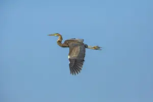 Ciconiiformes Prints: Purple Heron -Ardea purpurea-, Keoladeo National Park, Rajasthan, India