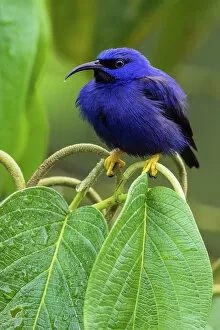 Beautiful Bird Species Gallery: Purple Honeycreeper (Cyanerpes caeruleus) perching on leaf, Trinidad and Tobago