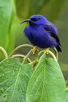 Prints of The purple honeycreeper (Cyanerpes caeruleus) is a small bird in the tanager family Beautiful Bird Species Prints: Purple Honeycreeper (Cyanerpes caeruleus) perching on leaf, Trinidad and Tobago