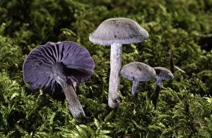 Images Dated 1st November 2011: Purple Laccaria Amethystea -Laccaria amethystea-, Untergroeningen, Baden-Wuerttemberg, Germany