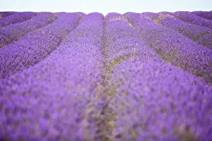 Images Dated 31st July 2014: Purple lavender field, Hertfordshire