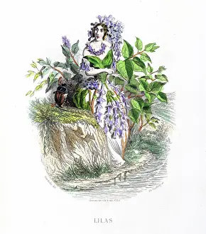 Grandville Prints: Purple lilac - Stunning Hand-colored plate from 'Les Fleurs Animees by J