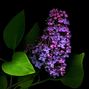 Magda Indigo Collection: Purple lilacs