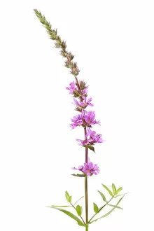 Images Dated 7th August 2011: Purple Loosestrife -Lythrum salicaria-, flowering