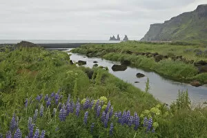 Leguminosae Gallery: Purple Lupines (Lupinus) alongside a river on the coast, Vik, Iceland, Europe