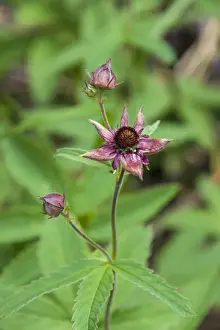 Purple Marshlocks or Swamp Cinquefoil -Potentilla palustris-, Thuringia, Germany