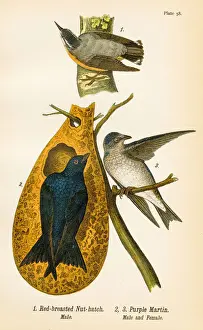 Nuthatch Prints: Purple martin bird lithograph 1890