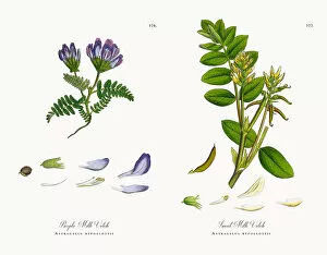 Images Dated 12th December 2017: Purple Milk Vetch, Astragalus bypoglottis, Victorian Botanical Illustration, 1863
