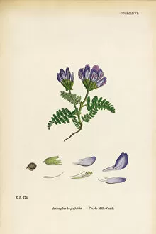 Images Dated 12th June 2017: Purple Milk Vetch, Astragalus bypoglottis, Victorian Botanical Illustration, 1863
