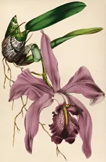 Colour Format Prints: Purple Orchid