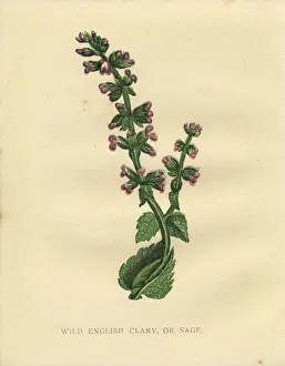 Spck Prints: Purple pink sage wildflower Victorian botanical illustration by Anne Pratt
