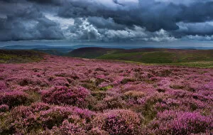 Images Dated 16th August 2016: Purple rain