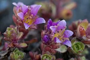 Purple Saxifrage -Saxifraga oppositifolia L.-, Carinthia, Austria
