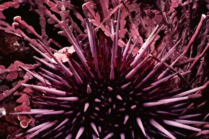 Images Dated 20th November 2018: Purple Sea Urchin