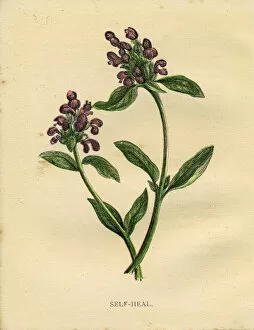 Images Dated 2nd April 2019: Purple self-heal wildflower Victorian botanical illustration by Anne Pratt