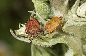 Images Dated 30th May 2012: Purple Shield Bugs -Carpocoris purpureipennis-, couple, male on the left, on a mullein