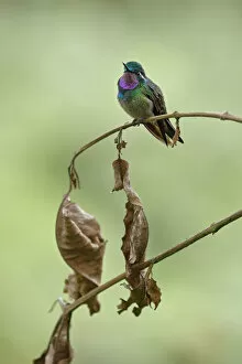 Images Dated 22nd October 2015: Purple-throated Mountain-gem